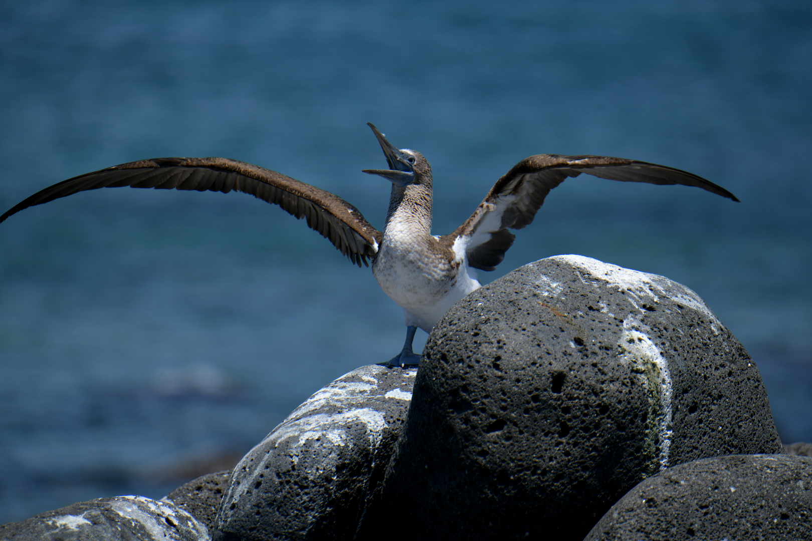 Vögel 2 auf Seymour