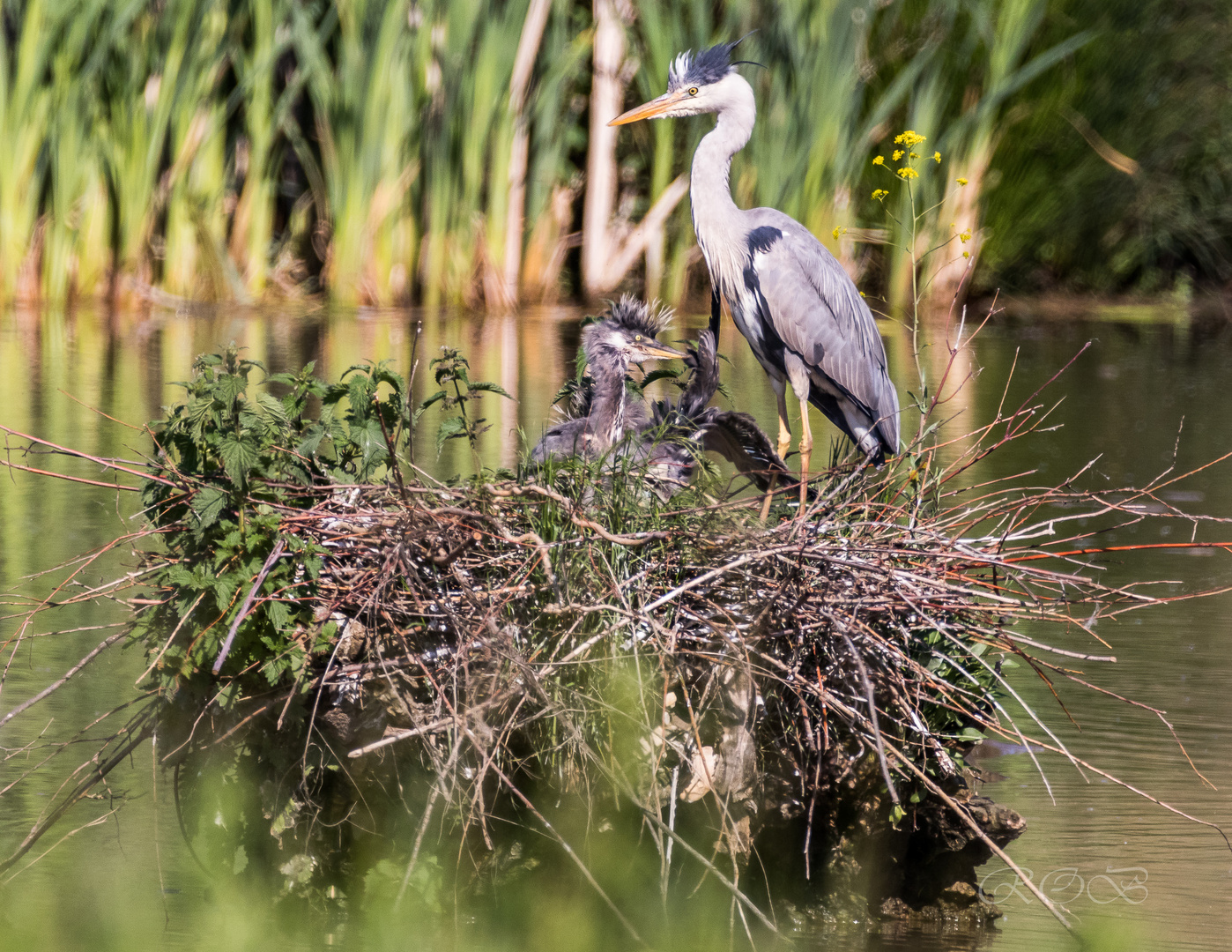 Vögel-20190523-29546