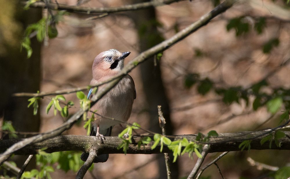 Vögel