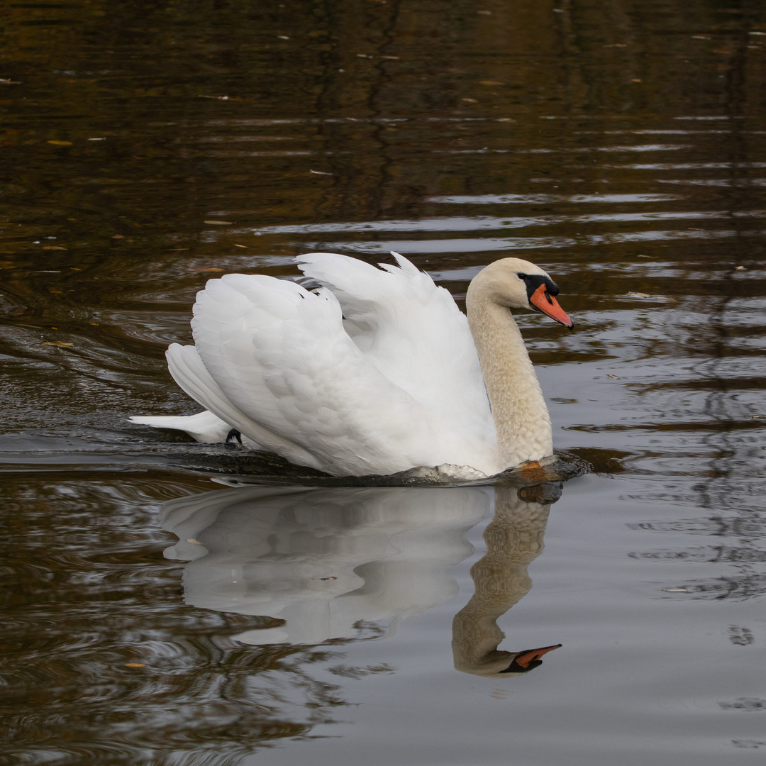 Vögel-60835-20211107