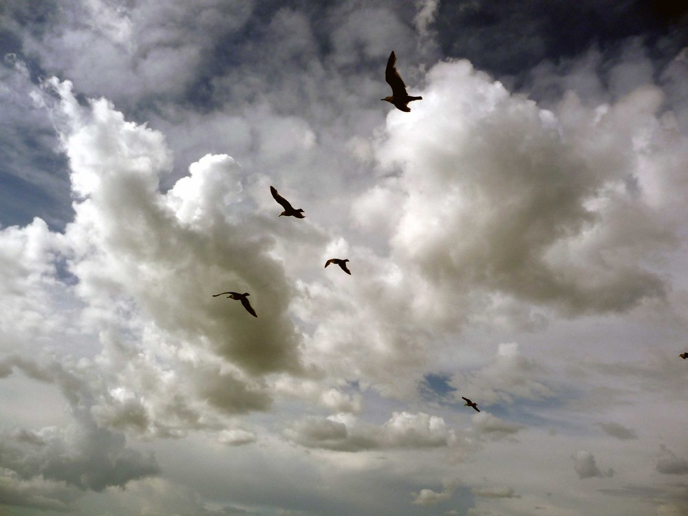 Vögel.