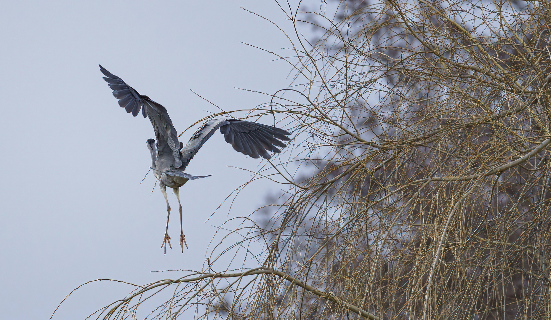 Vögel