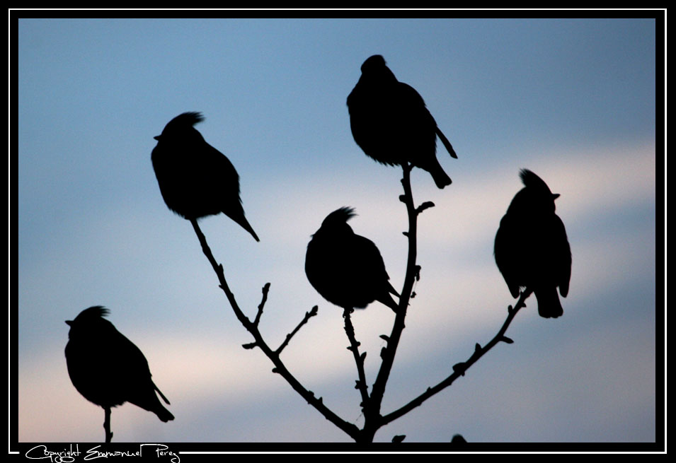 Vögel abend