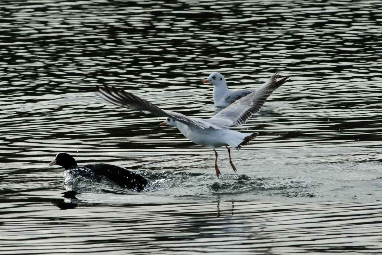 Vögel !