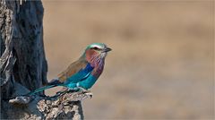 Vögel Afrikas: Gabelracke (Coracias caudatus)