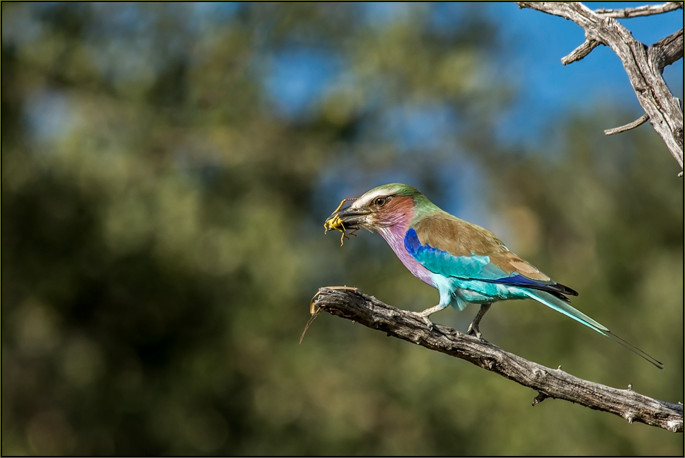 Vögel Afrikas: Gabelracke (Coracias caudatus)