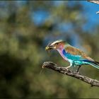 Vögel Afrikas: Gabelracke (Coracias caudatus)