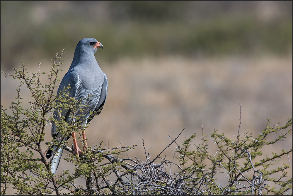 Vögel Afrikas: Graubürzel-Singhabicht auch Kleiner Singhabicht (Melierax metabates)