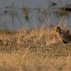 Vögel Afrikas: Senegal-Kiebitz