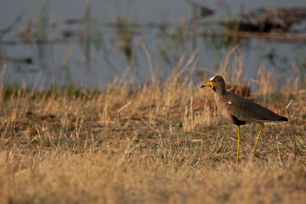 Vögel Afrikas: Senegal-Kiebitz