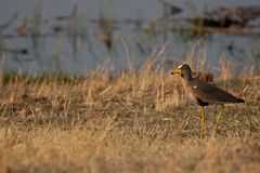 Vögel Afrikas: Senegal-Kiebitz