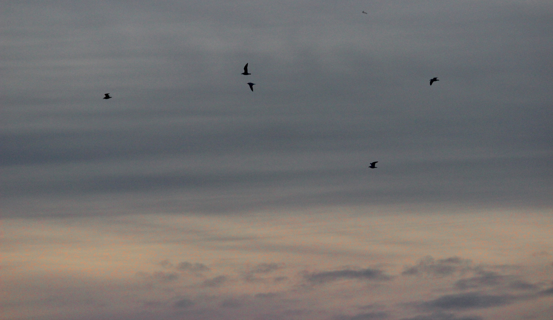 Vögel am Abend I