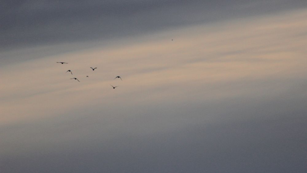 Vögel am Abend II