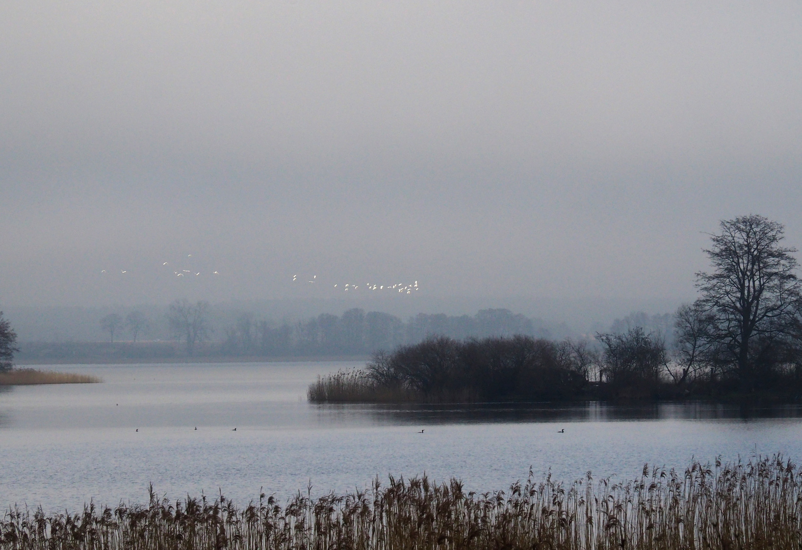 Vögel am Barniner See