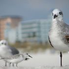 Vögel am Clearwater Beach