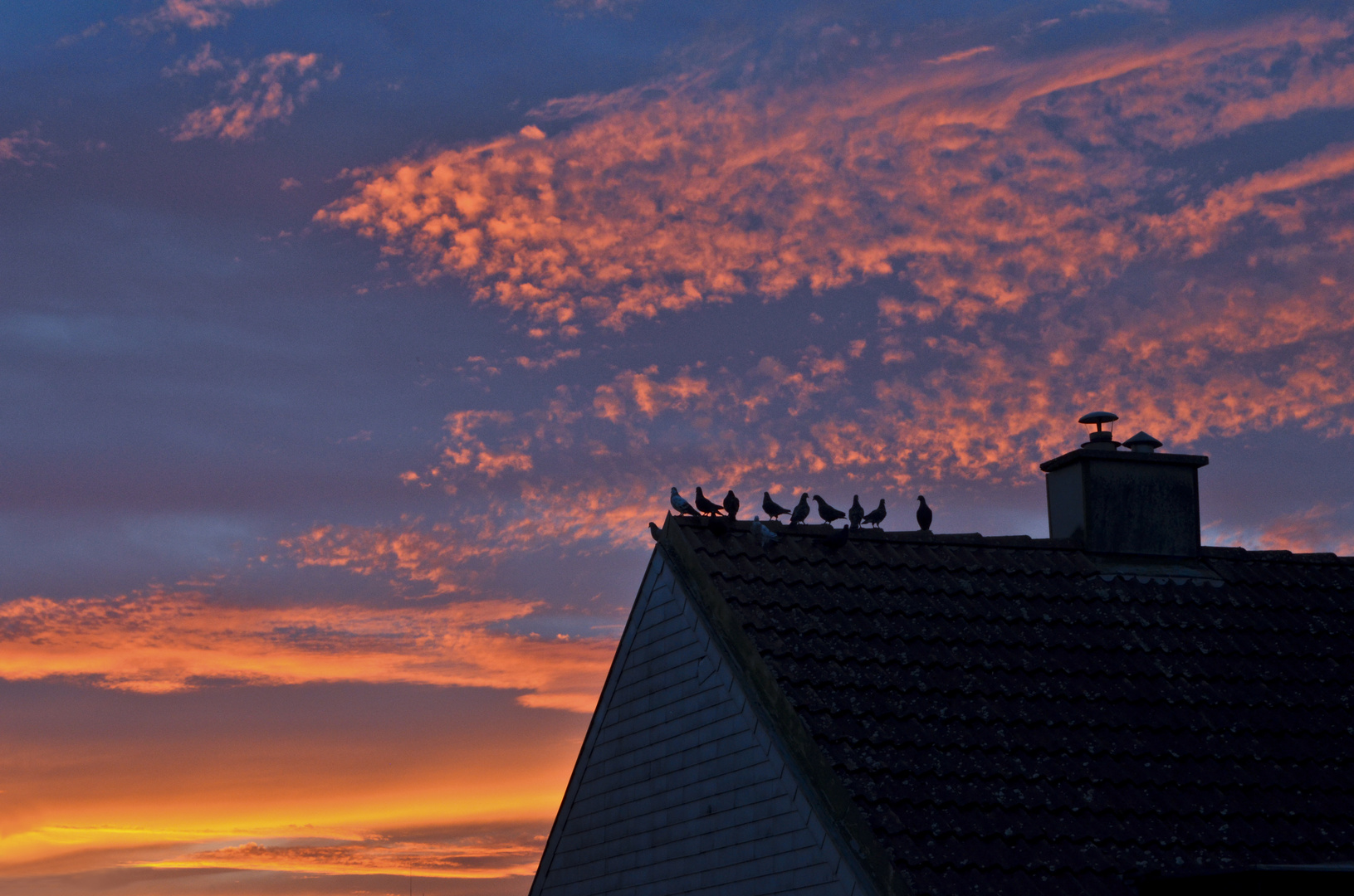 Vögel am Dach