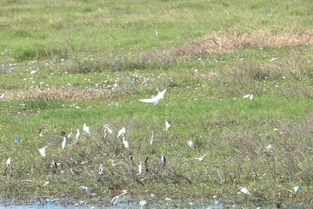 Vögel am Fogg Dam