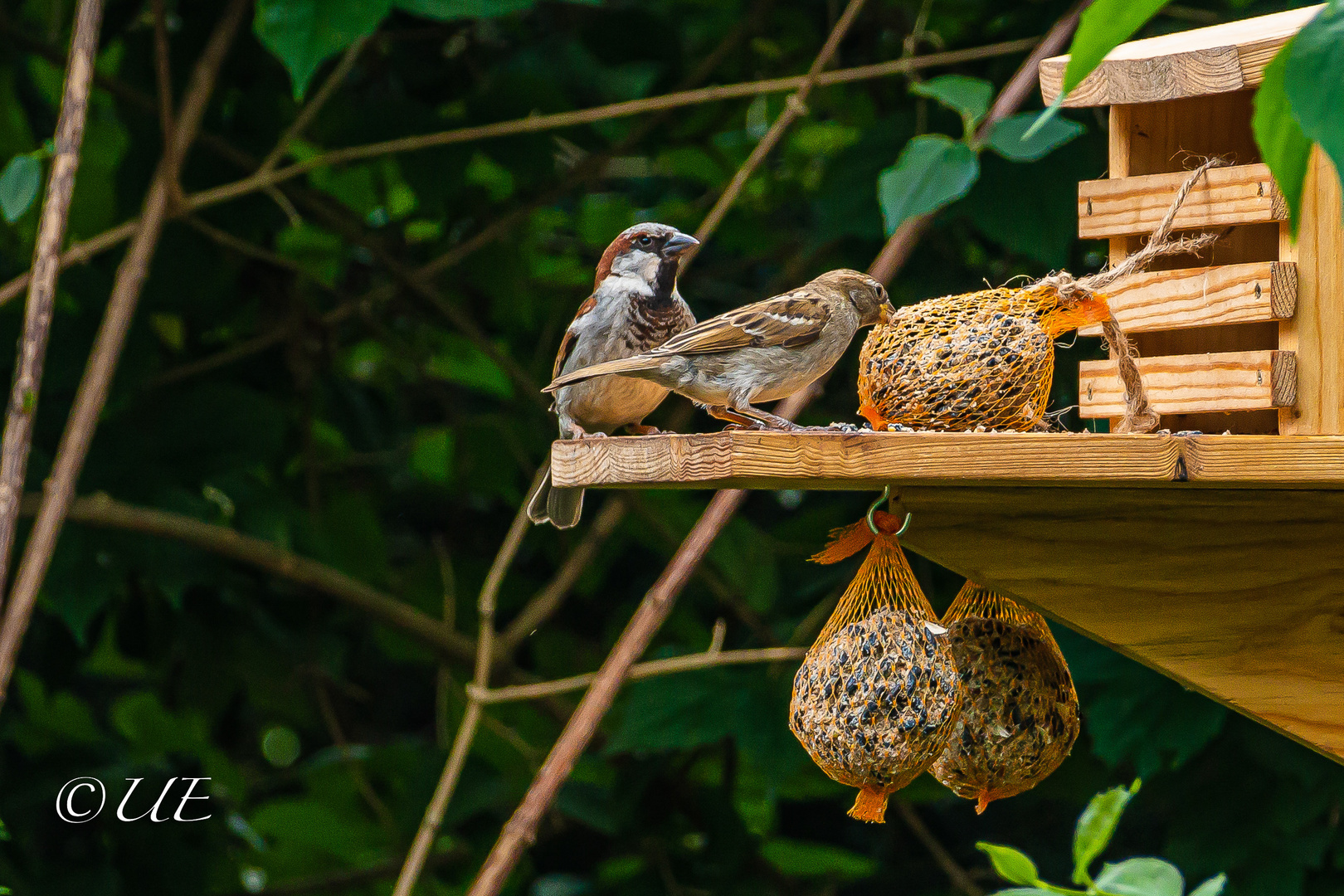 Vögel am Futterhaus