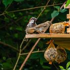 Vögel am Futterhaus