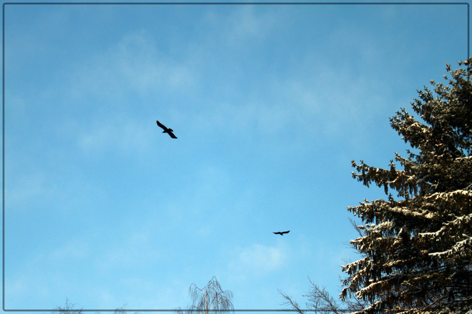 Vögel am Himmel