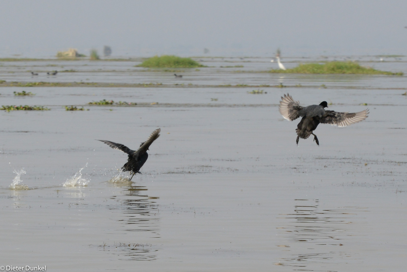 Vögel am Inle-See