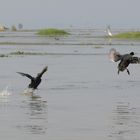 Vögel am Inle-See