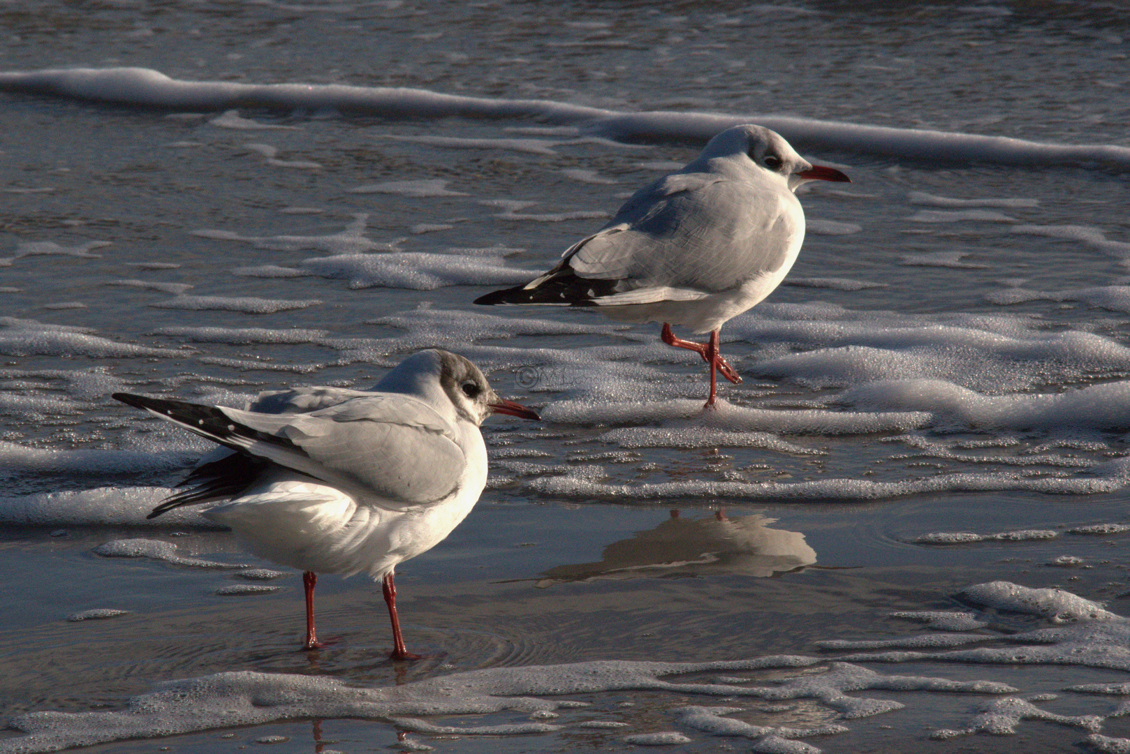 Vögel am Meer