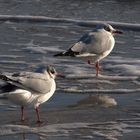 Vögel am Meer