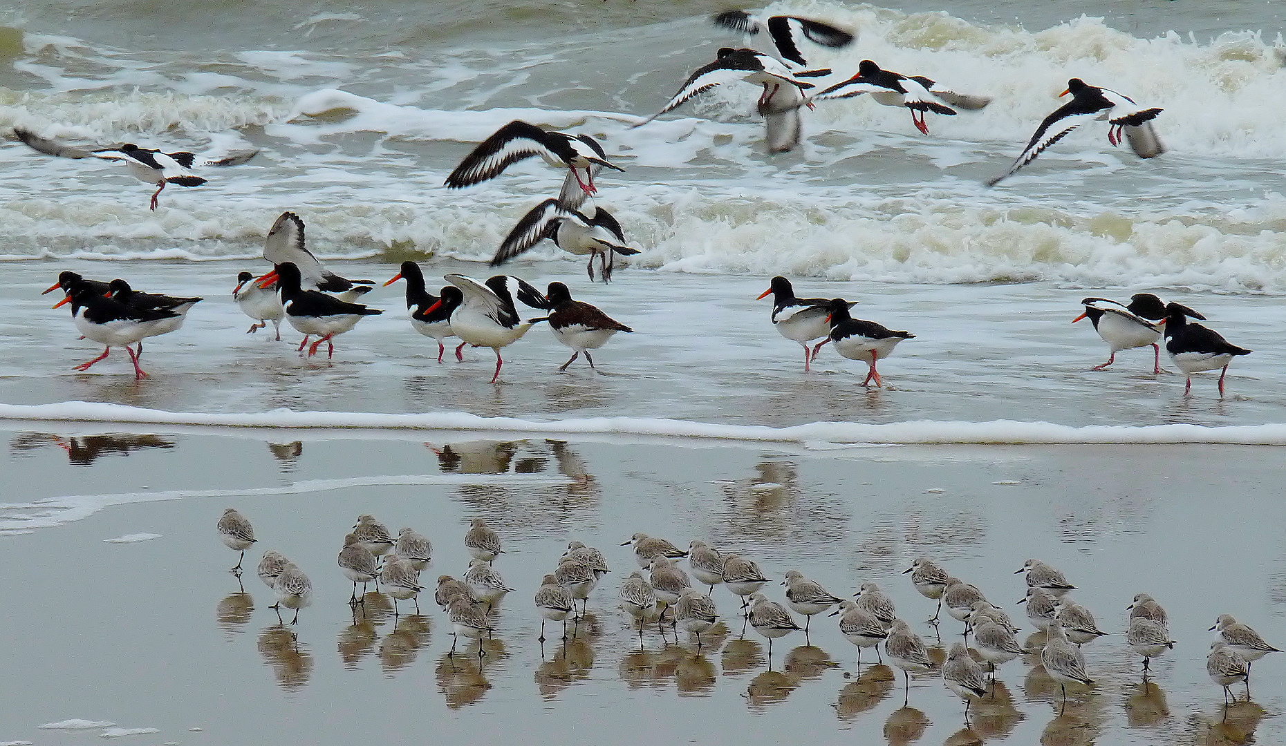 Vögel am Meer