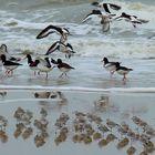 Vögel am Meer