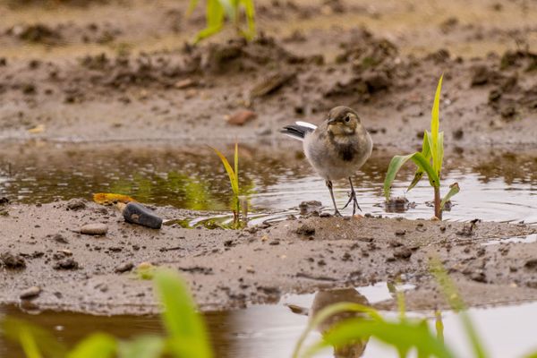 Vögel am Niederrhein 13