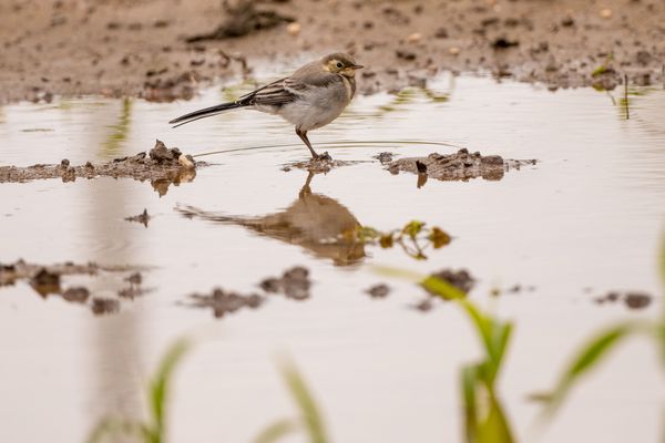 Vögel am Niederrhein 71