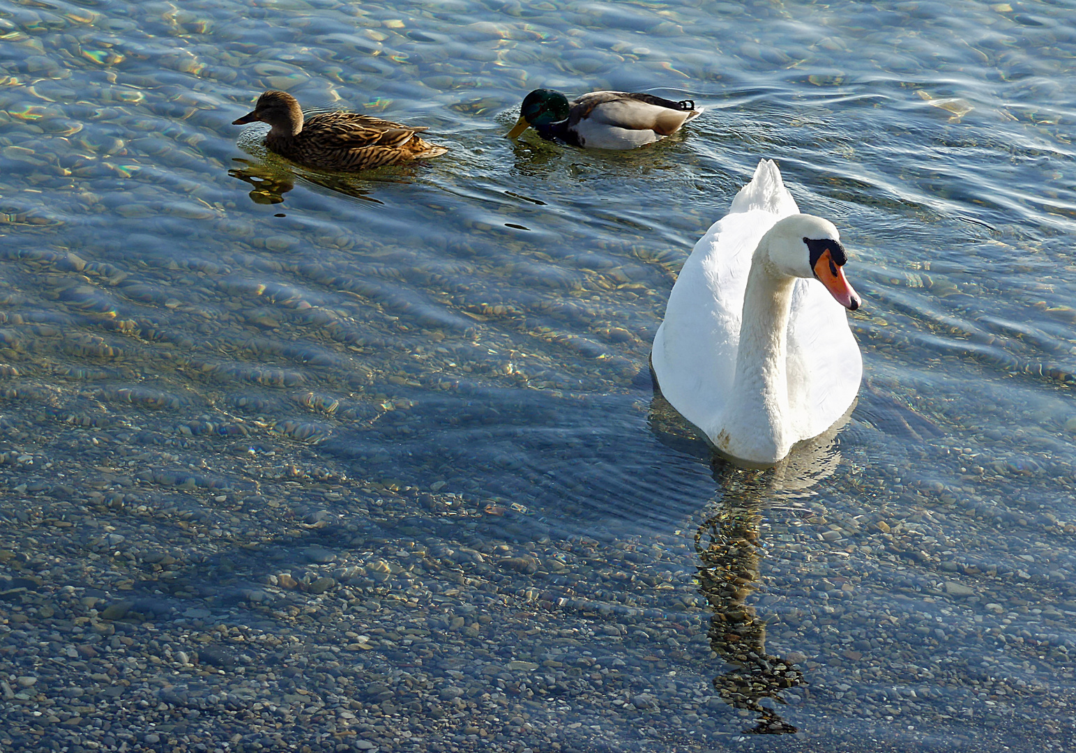 Vögel am See