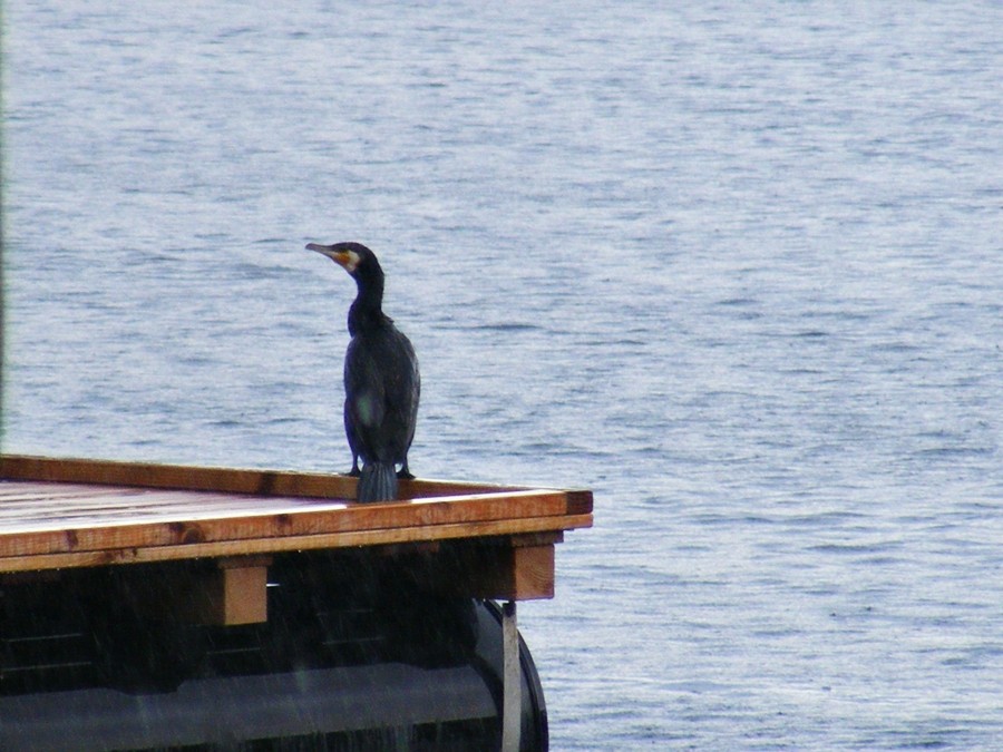 vögel am see