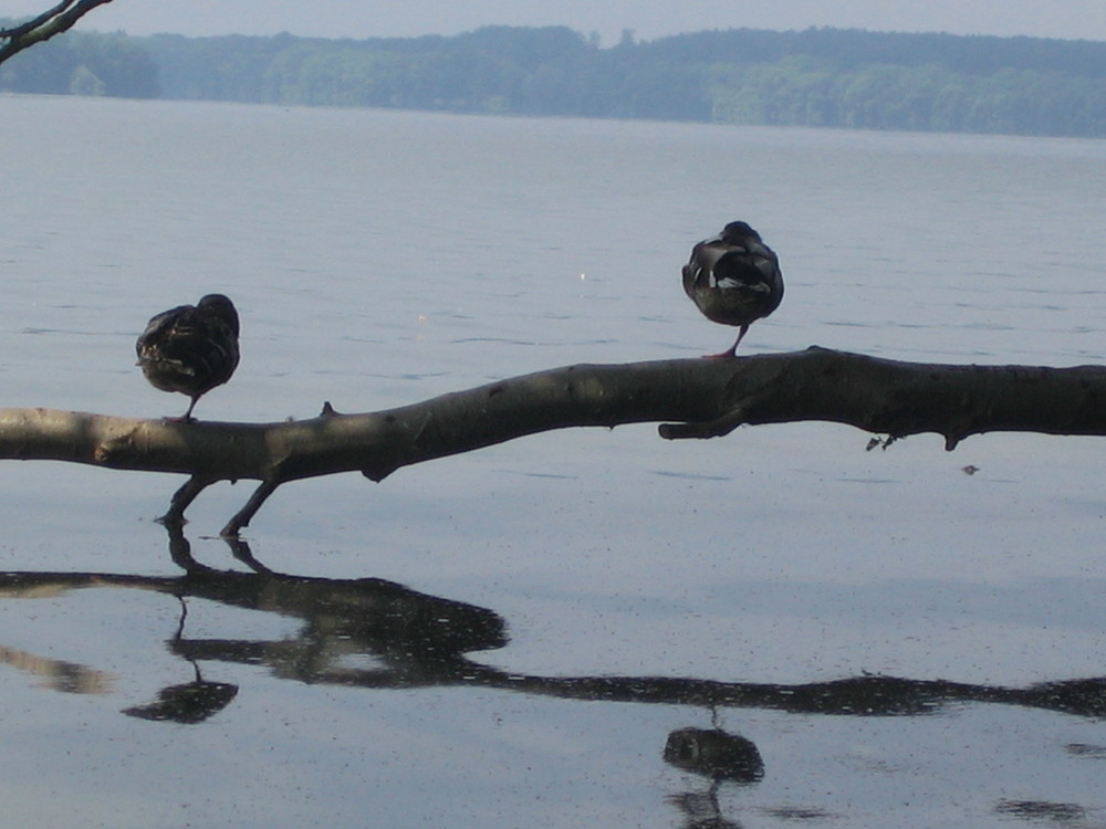 Vögel am See