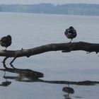 Vögel am See