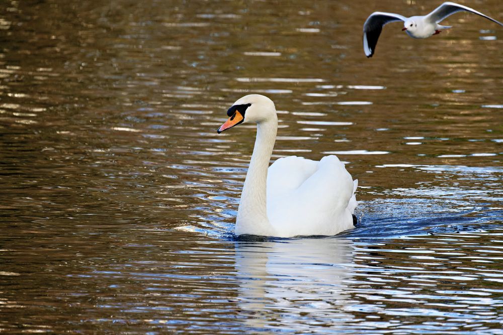 Vögel am Seggeluchbecken (Märkisches Viertel, Berlin) A) Junger schwimmender Schwan mit Möwe