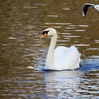 Vögel am Seggeluchbecken (Märkisches Viertel, Berlin) A) Junger schwimmender Schwan mit Möwe