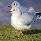 Vögel am Seggeluchbecken (Märkisches Viertel, Berlin)   D) Zwei Möwen in Erwartung