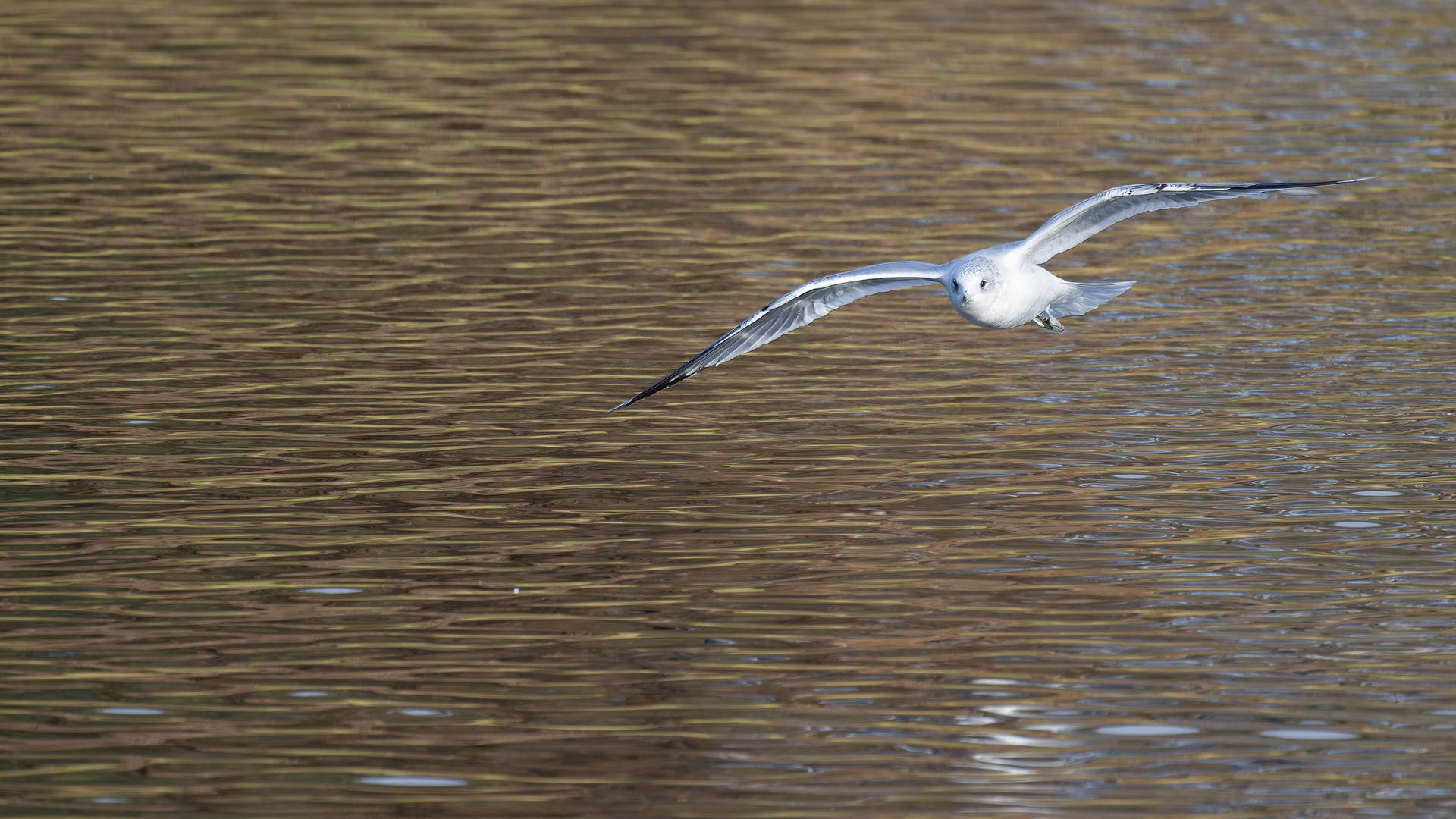 Vögel am Seggeluchbecken (Märkisches Viertel, Berlin)   F) Möwe im Anflug