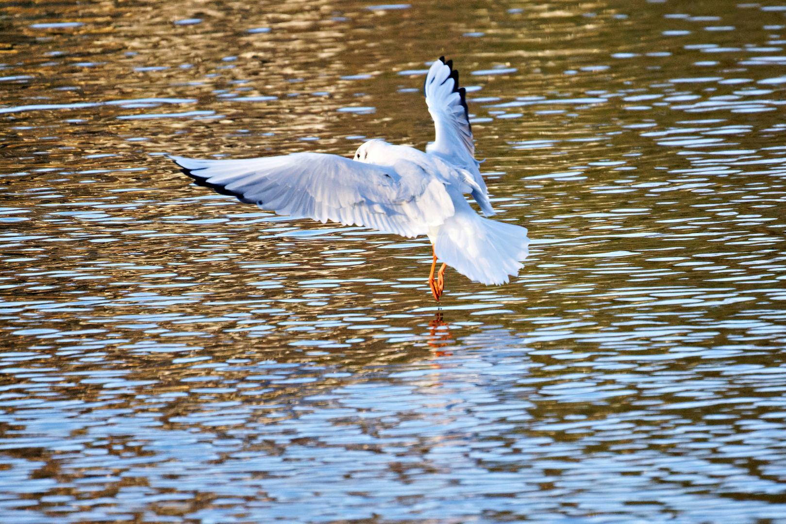 Vögel am Seggeluchbecken (Märkisches Viertel, Berlin)   G) Möwe im Landeanflug