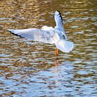 Vögel am Seggeluchbecken (Märkisches Viertel, Berlin)   G) Möwe im Landeanflug