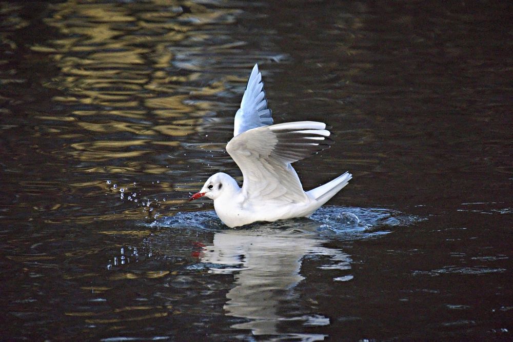 Vögel am Seggeluchbecken (Märkisches Viertel, Berlin)   H) Möwe gelandet