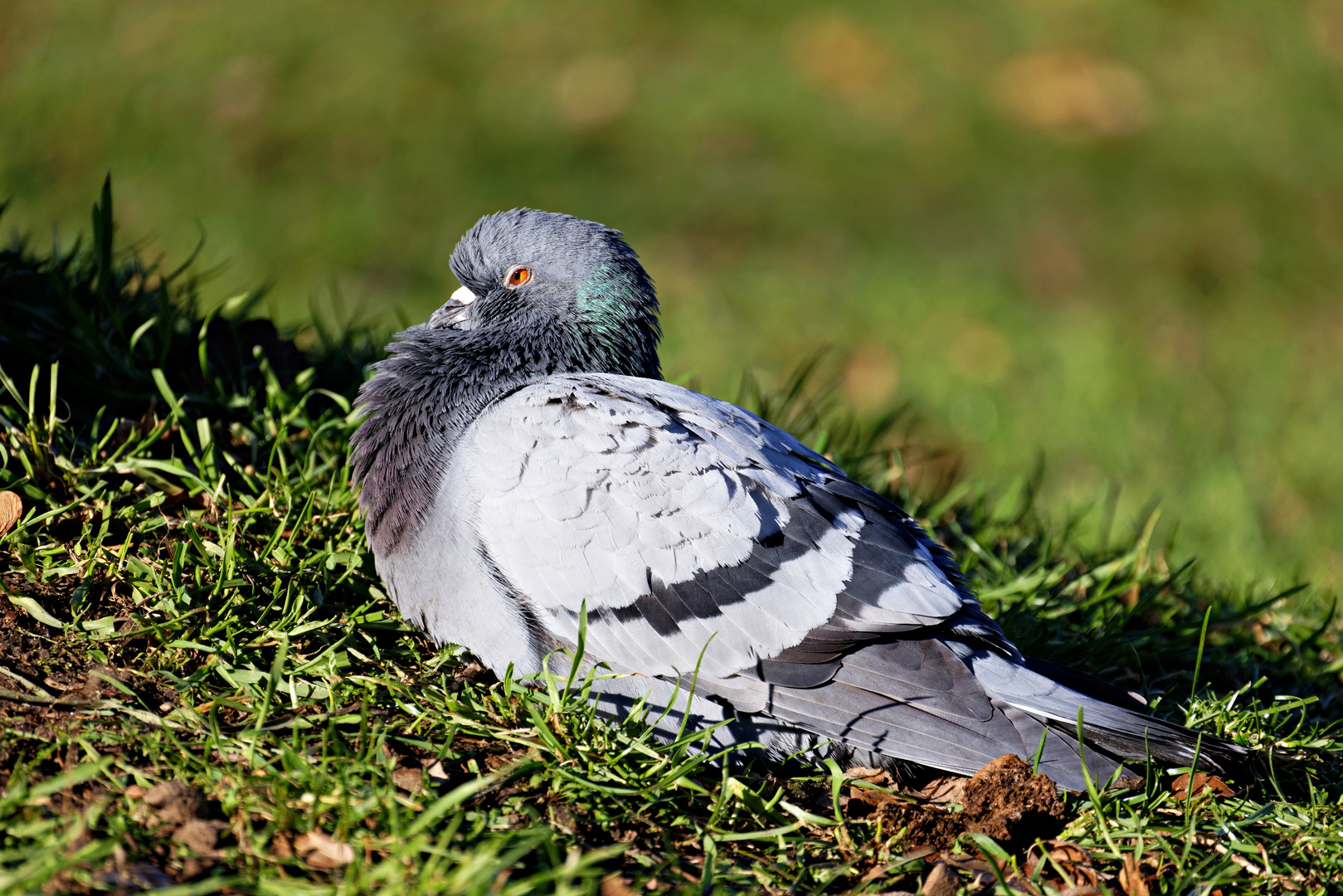 Vögel am Seggeluchbecken (Märkisches Viertel, Berlin)   I) Chillende Taube 