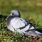 Vögel am Seggeluchbecken (Märkisches Viertel, Berlin)   I) Chillende Taube 