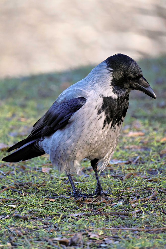 Vögel am Seggeluchbecken (Märkisches Viertel, Berlin)   K) Portrait einer Nebelkrähe