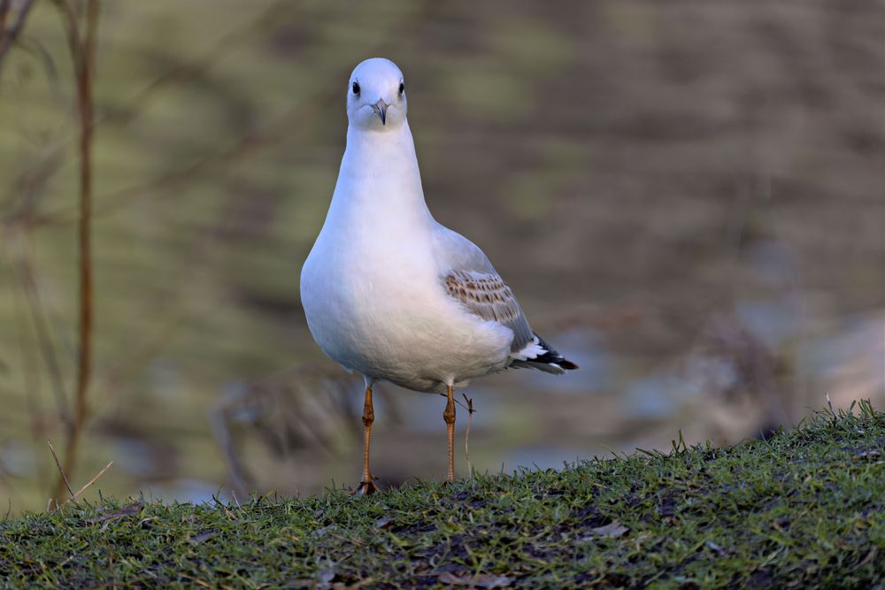 Vögel am Seggeluchbecken (Märkisches Viertel, Berlin)   L) Portrait einer Möwe 