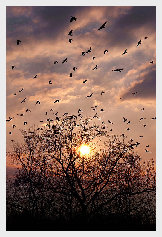 Vögel Am Sonnenuntergang