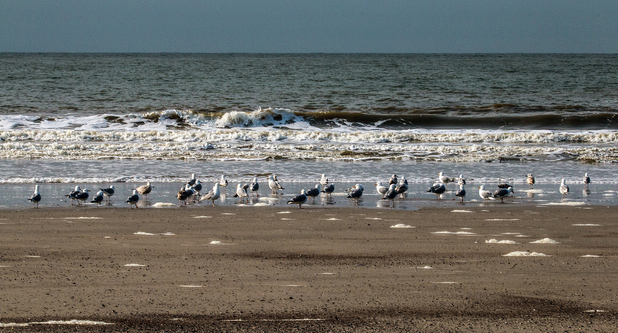 Vögel am Spülsaum auf Norderney