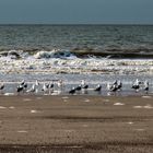 Vögel am Spülsaum auf Norderney